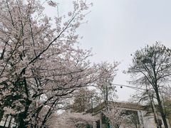 -鸡鸣赐茶(鸡鸣寺路店)