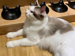 -啵啵喵·猫咖(攀华国际店)