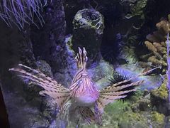 -太平洋海底世界