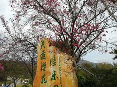 -天适樱花悠乐园