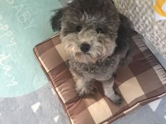 -芭比堂动物医院·犬猫全科·异宠专科(雁塔分院)