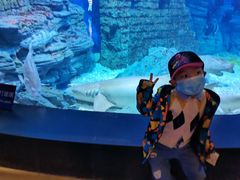 -烟台海昌鲸鲨海洋公园