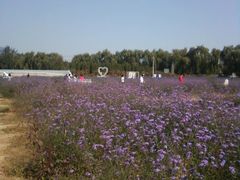 -北京东方普罗旺斯薰衣草庄园