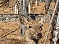 -秦皇岛野生动物园