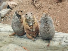 -大连森林动物园