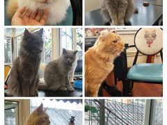 -猫小院猫主题咖啡厅(北锣店)
