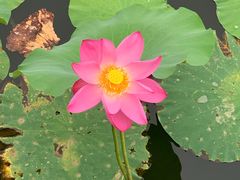 -大兴滨河森林公园