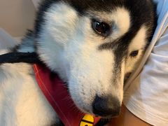 -Husky Go! 哈士奇体验馆·宠物咖啡厅狗咖