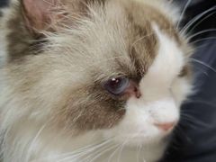 -李小姐の猫咖啡馆(五角场店)