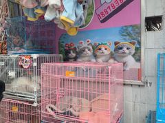 -桂林市花鸟市场