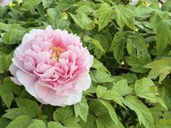 -曹州百花园