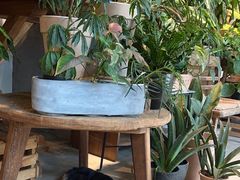 -自由生长植物工作室(深港花卉中心店)