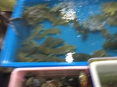 -拉威海鲜市场