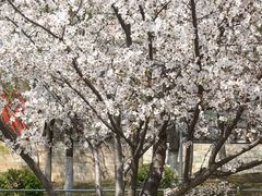 -石家庄市植物园