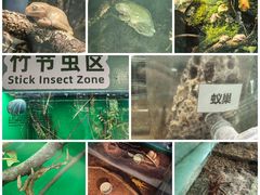 -上海大自然野生昆虫馆(东方明珠·爬宠昆虫探索中心)