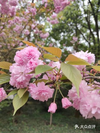 其实天马山比佘山还高一点，门票10块，基本算是野山