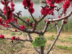 -永定河休闲森林公园