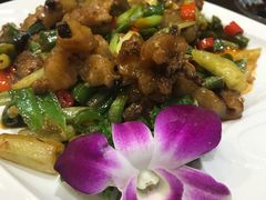 牛鞭花-海王老记