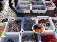 -中环花鸟鱼虫市场