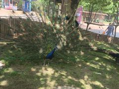 -辛玛王国游乐园