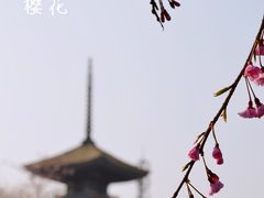 -东湖磨山景区