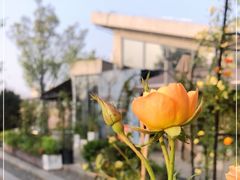-龙猫意杯花园餐厅(芙蓉湖店)
