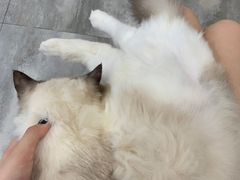 -楼上猫咖(罗湖店)