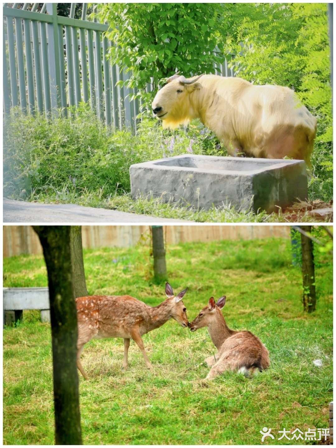 西安遛娃好去处|“秦岭四宝”看棕色大熊猫