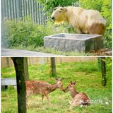 西安遛娃好去处|“秦岭四宝”看棕色大熊猫