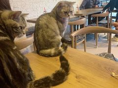 -平行世界·猫咖(首经贸店)