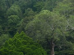 -槟城植物园