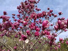 -永定河休闲森林公园
