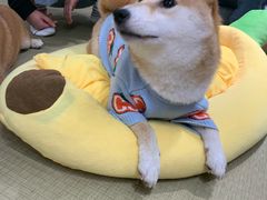 -逗柴咖啡屋·狗咖猫咖宠物桌游