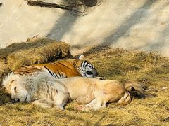 -北京野生动物园