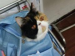 android_upload_pic-中农大我爱我爱24h动物医院·中医针灸·猫专科·骨科医疗中心(双井店)