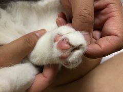 -艾贝尔宠物医院 ·内科全科(梁溪路店)