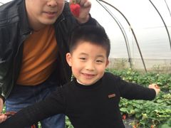 -喜杨洋草莓采摘园