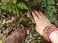 -五营红松林海景区