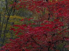 -丹东天桥沟景区