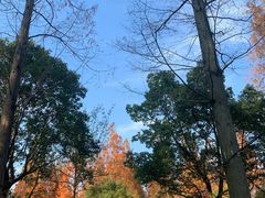 -东平国家森林公园