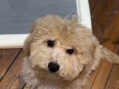 -瑞派康怡24h宠物医院·犬猫医疗中心·微创绝育(瑞景分院)