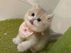 -欣宠猫屋·矮脚拿破仑·蓝金金渐层