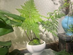 -双季花艺园艺市场(浦东店)