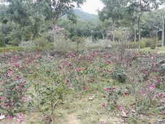-大屏嶂森林公园