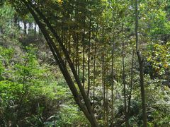 -中山市树木园