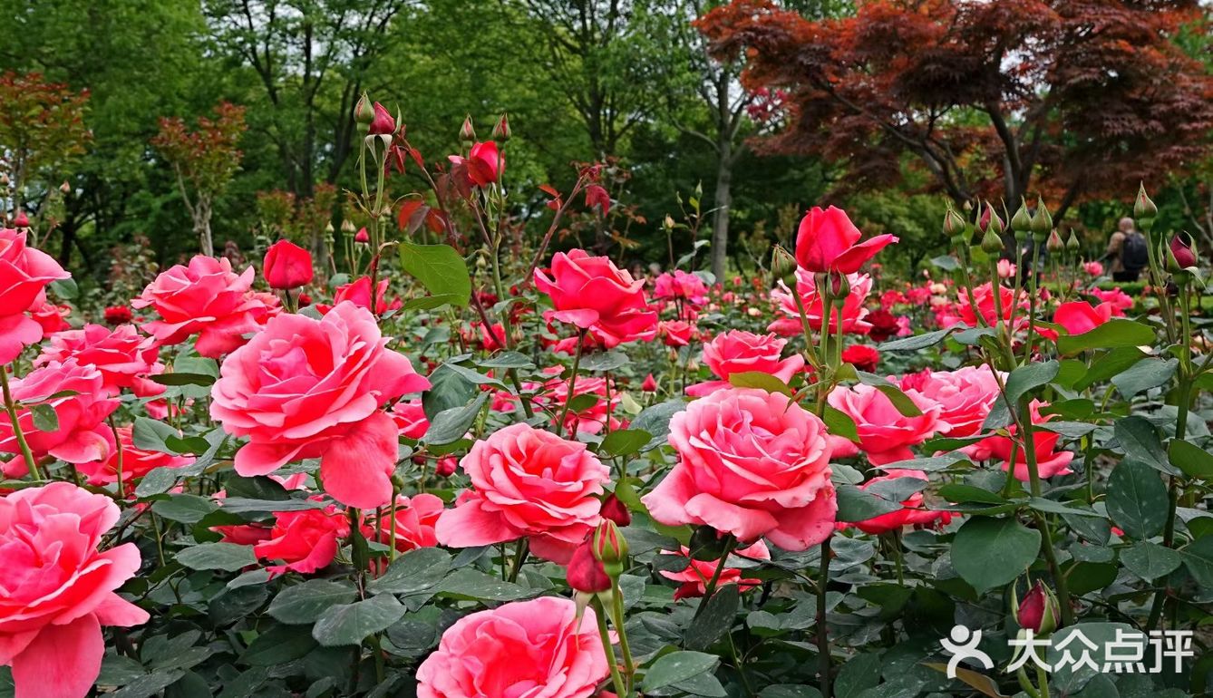 樱花谢了，看啥呢？这里的月季绝绝子
