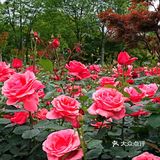 樱花谢了，看啥呢？这里的月季绝绝子