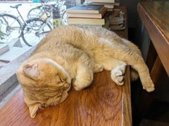 -咖法森林·咖啡  酒吧(天河店)