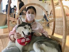 -Husky Go! 哈士奇体验馆·宠物咖啡厅狗咖