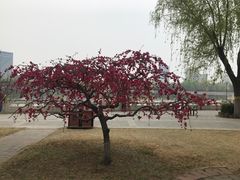 -莲花池公园